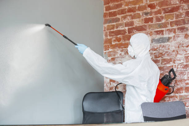 Best Black Mold Removal  in Shelby, MT